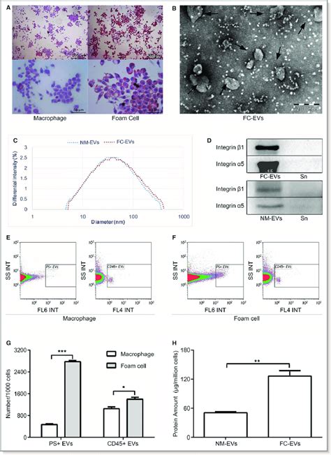 Foam Cells Release More Evs A The Morphology Of J A Derived