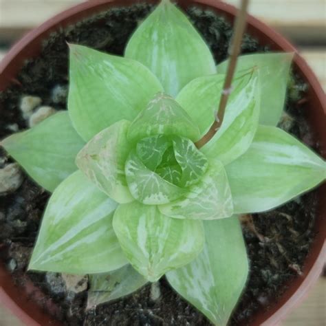 Haworthia Cymbiformis Planifolia Variegata