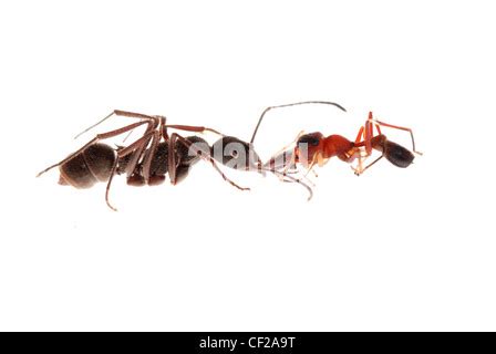 Black Ant Mimic Spider Myrmarachne Melanocephala Pune Maharashtra