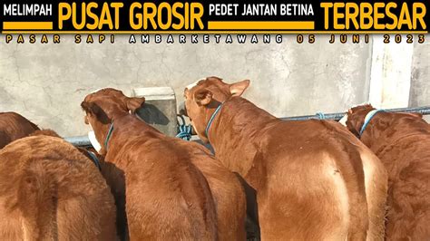 Harga Pedet Jantan Betina Terkini Pasar Sapi Ambarketawang Pusat Grosir