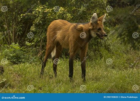 The Maned Wolf Chrysocyon Brachyurus Stock Photo Image Of