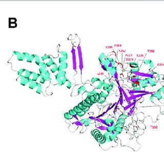 Three Dimensional Structure Of Pld Predicted By Alphafold A