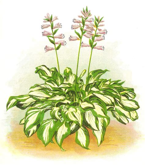 Antique Images: Free Flower Clip Art: Hosta Plant Illustration with Pink Flowers