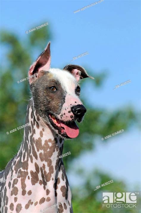 Peruvian naked dog Perro sin pelo del Perú male portrait Stock