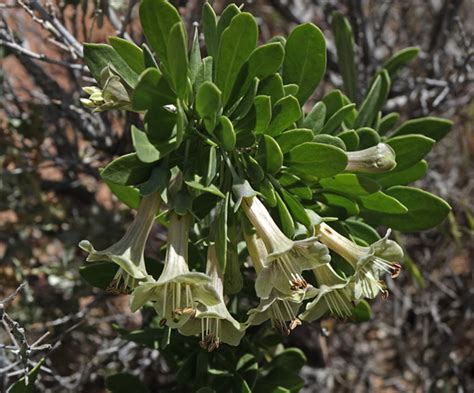 Southwest Colorado Wildflowers Lycium Pallidum