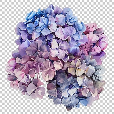 Acuarela De Hortensias Png Con Fondo Transparente Archivo Psd Premium