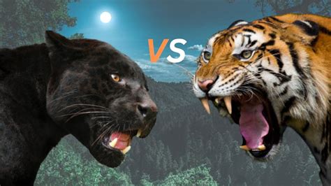 Tiger Vs Black Panther Tiger Vs Black Panther Who Would Win