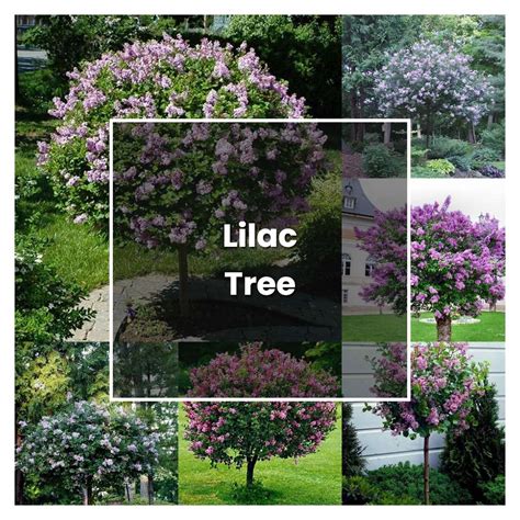 How To Grow Lilac Tree Plant Care Tips NorwichGardener