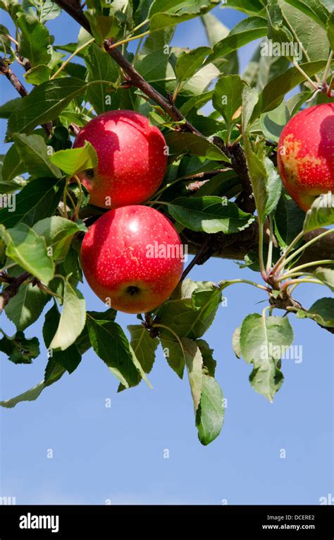 New York Lafayette Typical Apple Orchard In Upstate New York At