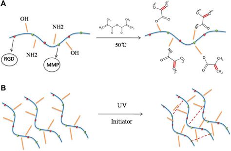 Frontiers | Application of photo-crosslinkable gelatin methacryloyl in ...