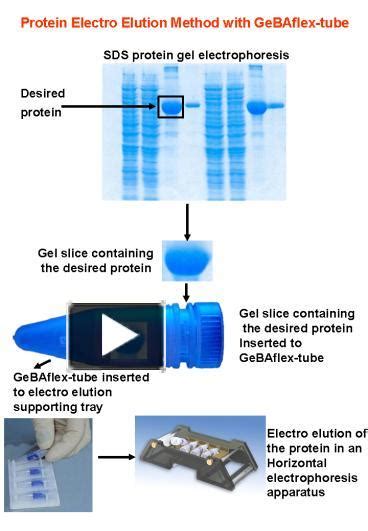 Ppt Sds Protein Gel Electrophoresis Powerpoint Presentation Free To Download Id 1001d7 Ogqxz