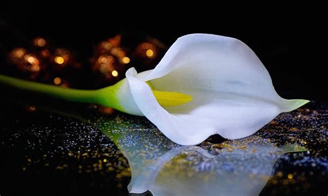 Calla Lily Arum HD Wallpaper Pxfuel