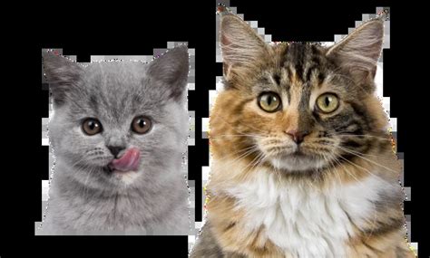 Best Natural Cat Food | Cat Food Advisor