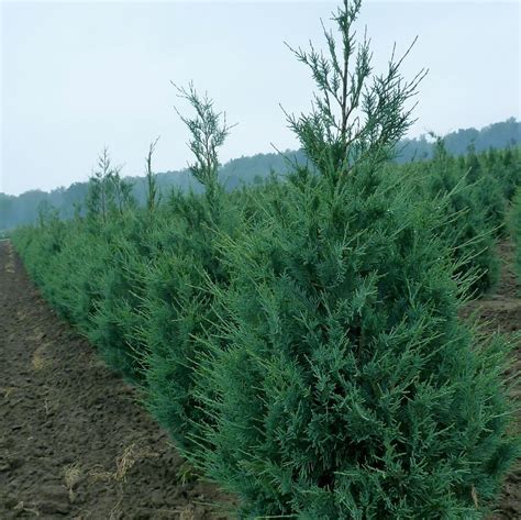 Juniperus Scopulorum Wichita Blue From Nvk Nurseries