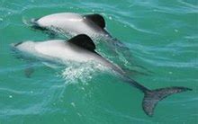 Māui dolphin - Wikipedia