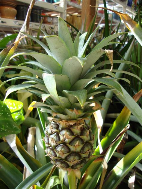 danger garden: Bromeliads, the “it” plant?