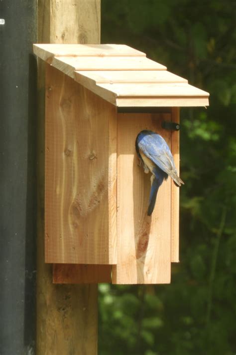 How To Attract Bluebirds And Why They Are Great For Gardens