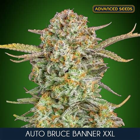 Bruce Banner Xxl Auto Semi Femm Advanced Seeds Santaplanta Grow Shop