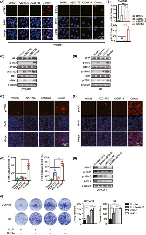 Dual Inhibition Of Wee And Atr Further Activates The Sting Signaling