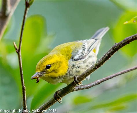 Photographing Black Throated Green Warblers And Understanding The