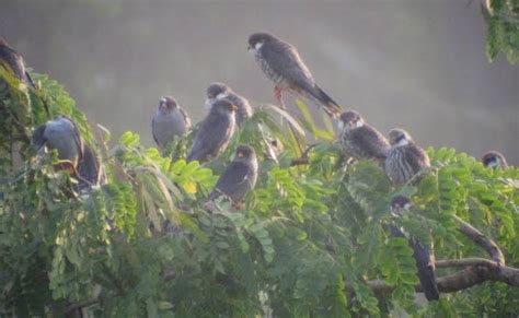 Pangti Native Retells The Journey Of Amur Falcons Conservation In