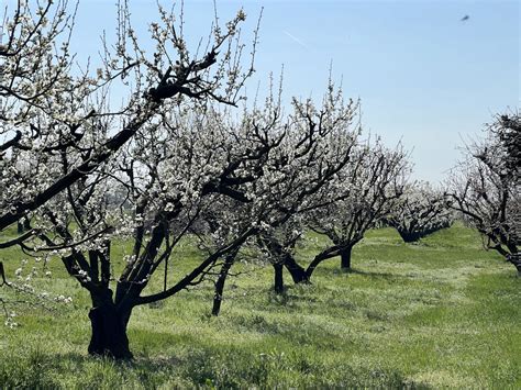 Fioritura anticipata a Villanova i ciliegi sono già uno spettacolo Le