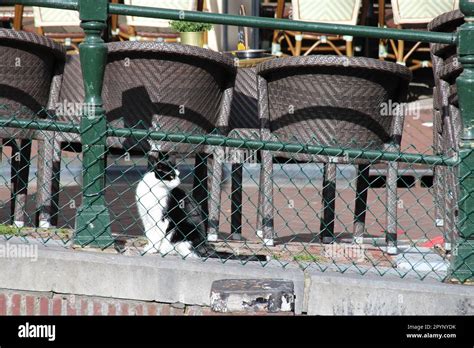 Cat In The Street In Amsterdam The Netherlands Stock Photo Alamy