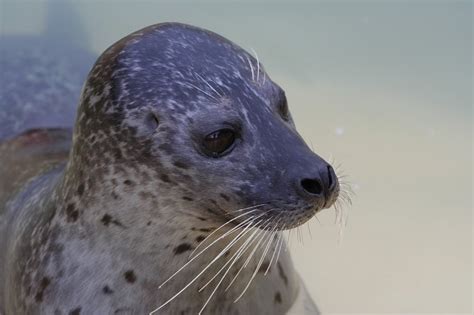 Cornish Seal Sanctuary, Gweek, Cornwall.