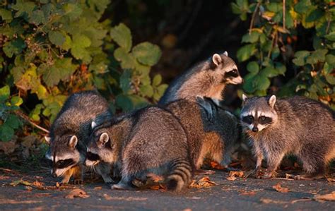 The Best Way To Keep The Raccoons In Dallas Out Of Your Yard