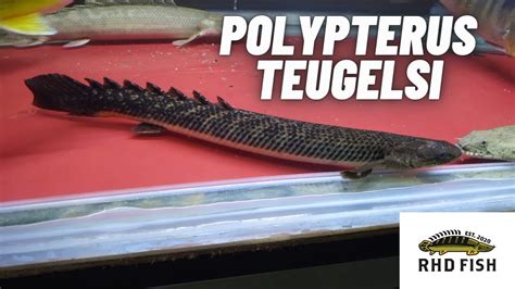 Polypterus Profile Teugelsicross River Bichir Ikan Palmas Teugelsi