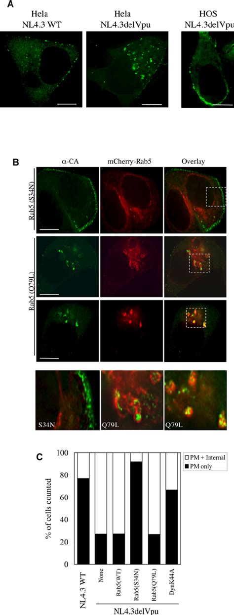 Immunofluorescent Localization Of HIV 1 Gag Expressed From A Proviral