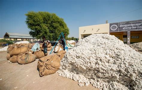 India To See Record Cotton Consumption Strong Exports In