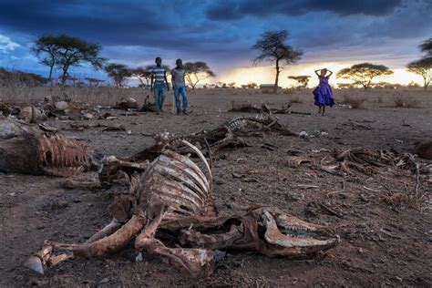 ‘everything Is Dead Animal Carcasses Litter Kenyan Landscape As Horn