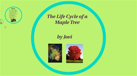 The Life Cycle Of A Maple Tree By Jovi Highland