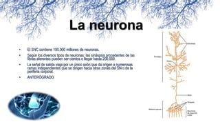 Primer Tema Neurofisio Pptx