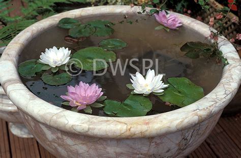 Stone Pot And Water Lilies