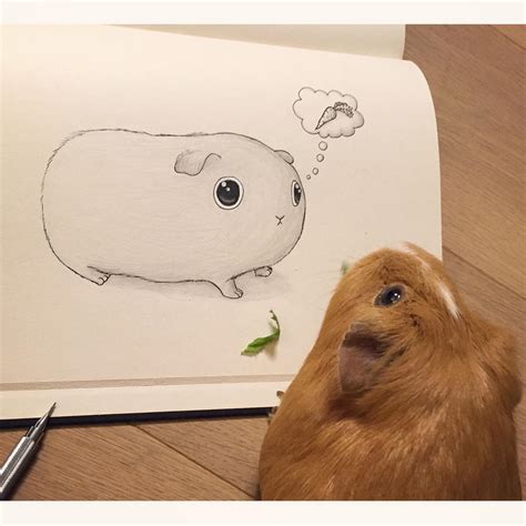 Cute guinea pig sketch by VinceOkerman on DeviantArt