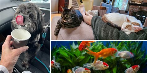 Furry Fluffy Or Scaly Pets Are Good Medicine