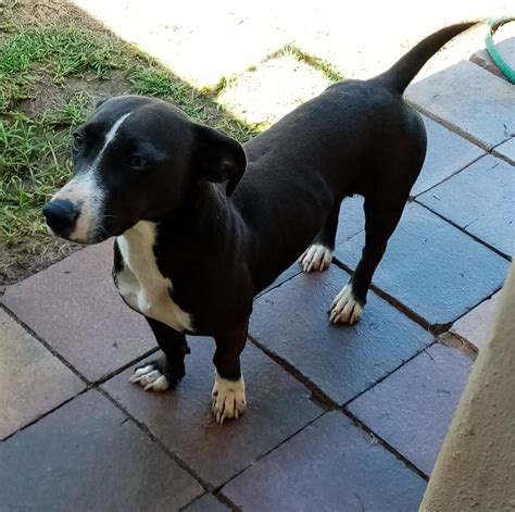 Black Dachshund Jack Russell Mix