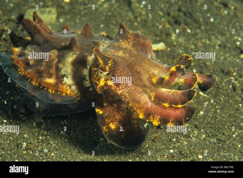 Close Up Of Pharaoh Cuttlefish Sepia Pharaonis Underwater Pacific