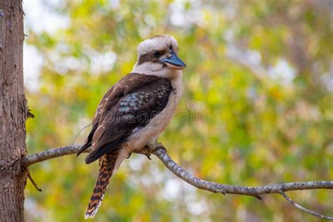 Inheemse Australische Vogel Kookaburra Stock Afbeelding Afbeelding