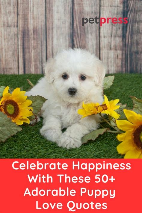 Celebrate Happiness With These 50+ Adorable Puppy Love Quotes