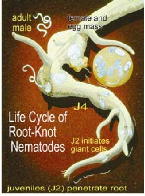 Life cycle of the root-knot nematode, Meloidogyne incognita, courtesy... | Download Scientific ...