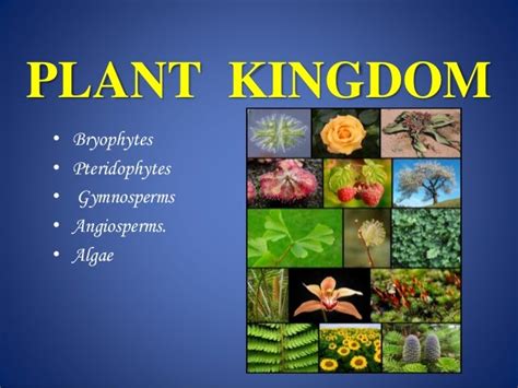 Plant kingdom