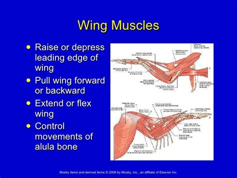 19 Avian Anatomy And Physiology