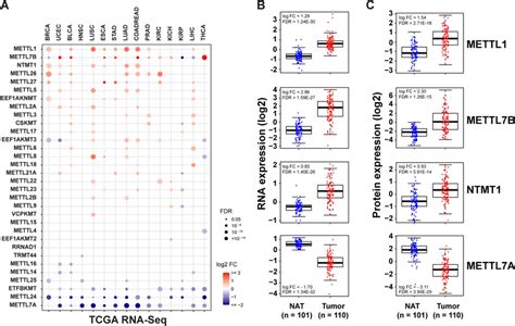 Mettl Mrna And Protein Expression In Tcga And Cptac Samples A