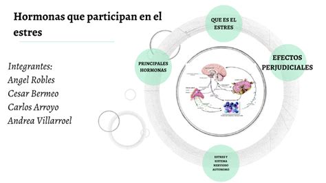 Hormonas Que Participan En El Estres By Andrea Villarroel Paredes On Prezi