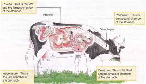 Ruminant Digestive System Worksheet