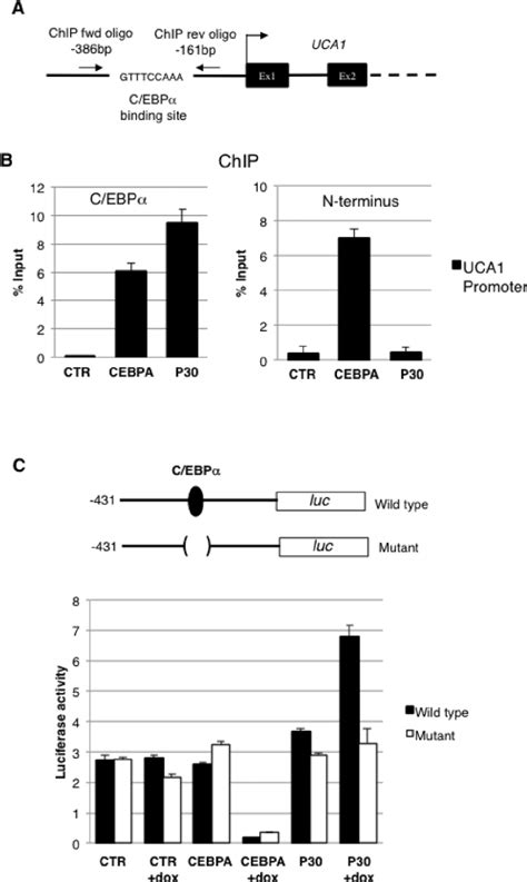 C Ebp P Regulates Uca Expression A Schematic Representation Of