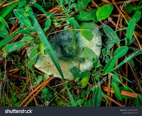 Bloody Milk Cap Mushroom Lactarius Vinosus Stock Photo 2228027249